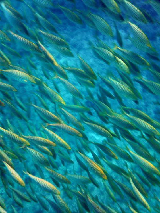 Fish - Isole Tremiti, Foggia, Italy - August 17, 2013