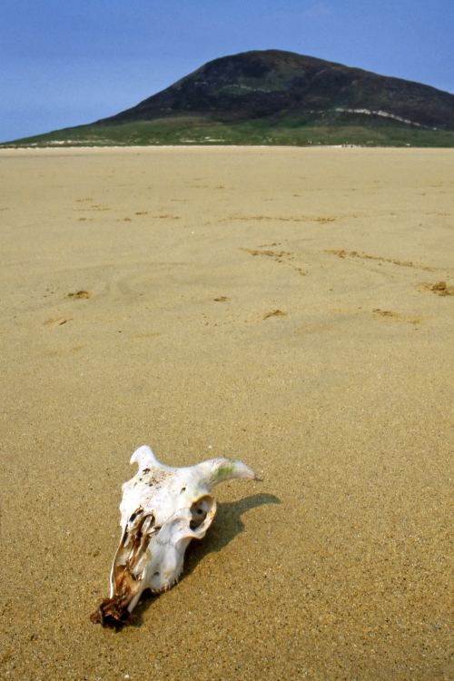 Goat Skull - Ceapabhal, Isle of Harris, Scotland, UK - May 22, 1989
