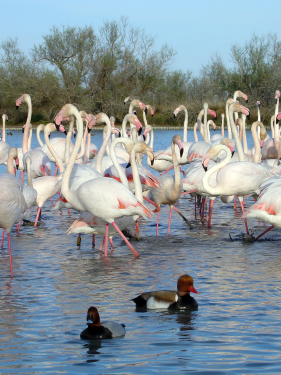 Ducks and Pink Flamingos - Camargue, France - April 2007