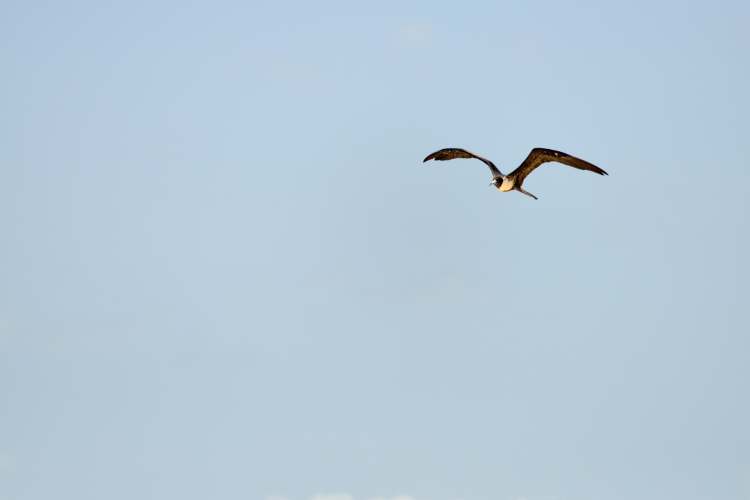 Frigatebird - Playa del Carmen, Quintana Roo, Mexico - August 20, 2014