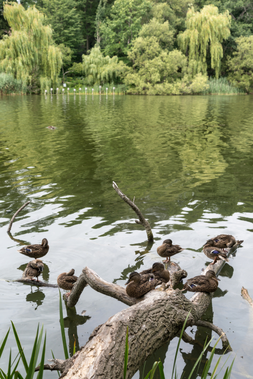 Ducks - Grenadier Pond, High Park, Toronto, Ontario, Canada - August 10, 2015
