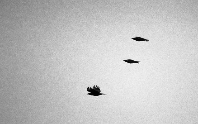 Three Crows - Lake Ontario, Canada - Summer 1987