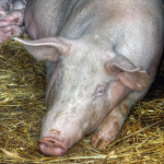  Lactating Sow - Ireland - August 15, 2008