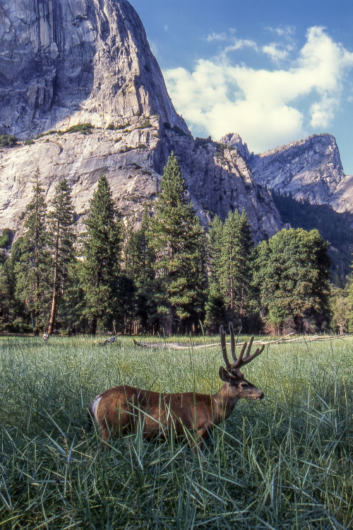 Deer - Yosemite National Park, California, USA - August 1995