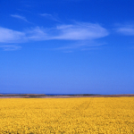 Yellow field of rapeseed - Near Aberdeen, Scotland - May 7, 1989