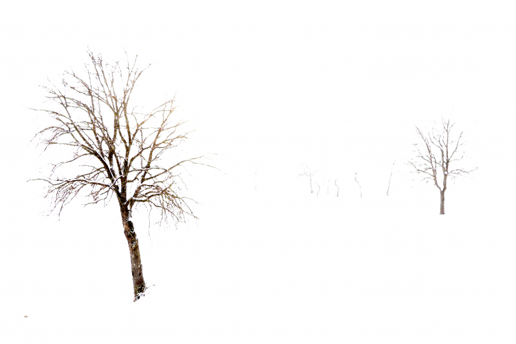 Winter Trees - Via Monte Evangelo, Castellarano, Reggio Emilia, Italy - February 12, 2012