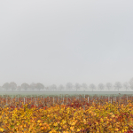 Vineyard and distant trees - Nonantola, Modena, Italy - November 18, 2020