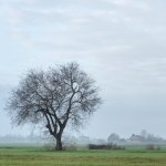 Lonely Tree - Reggio Emilia, Italy - January 4, 2023