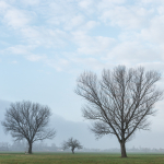 Four Trees - Reggio Emilia, Italy - January 4, 2023