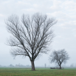 Two Trees - Reggio Emilia, Italy - January 4, 2023