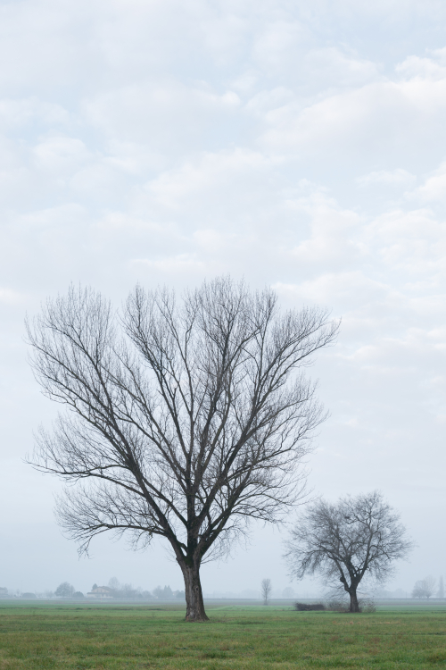 Two Trees - Reggio Emilia, Italy - January 4, 2023
