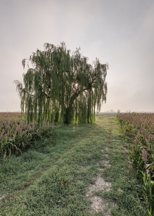 Weeping Willow - Sant'Agata Bolognese, Bologna, Italy - August 28, 2020