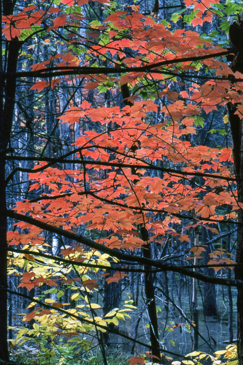 Fall - Ontario, Canada - About 1985