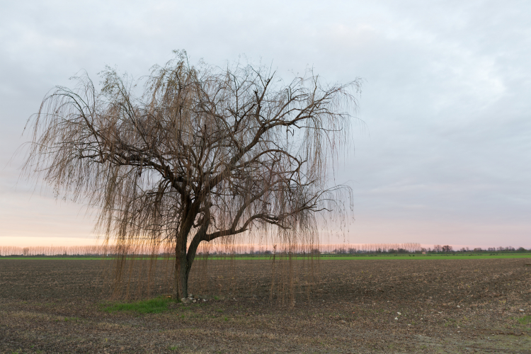 Weeping Willow - Sant'Agata Bolognese, Bologna, Italy - December 9, 2014
