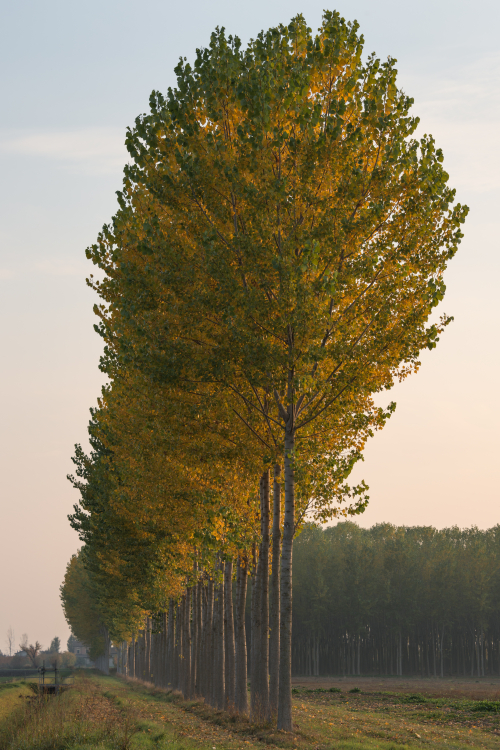Poplars at Sunset - Correggio, Reggio Emilia, Italy - November 3, 2017