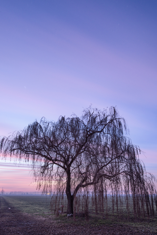 Weeping Willow - Sant'Agata Bolognese, Bologna, Italy - January 4, 2013