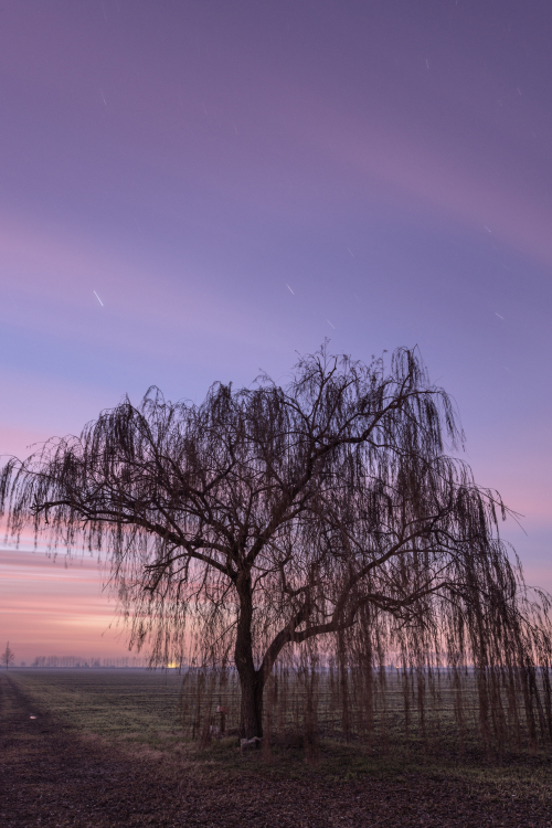 Weeping Willow - Sant'Agata Bolognese, Bologna, Italy - January 4, 2013