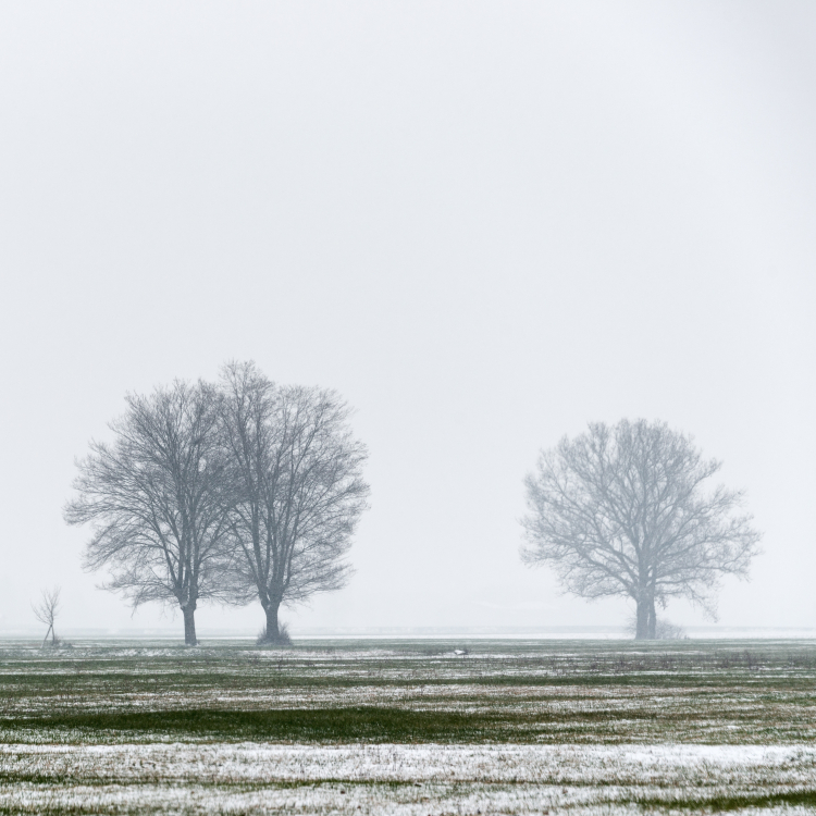 Trees in Snow - Reggio Emilia, Italy - March 1, 2018
