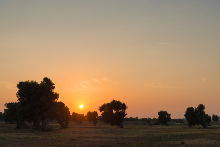 Olive Trees at Sunset - Fasano, Brindisi, Italy - August 20, 2023