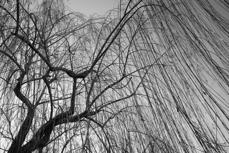 Weeping Willow - Madonna dell'Uliveto, Albinea, Reggio Emilia, Italy - February 3, 2013