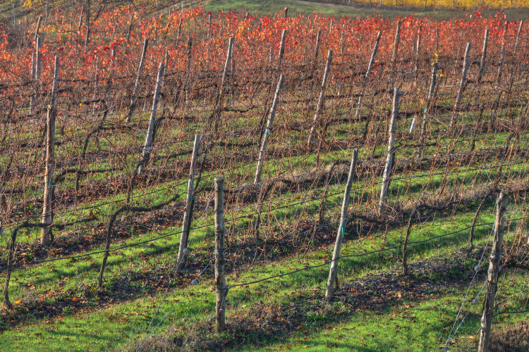 Vineyard - Bettola, Vezzano sul Crostolo, Reggio Emilia, Italy - November 13, 2011