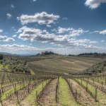 Vineyards - Gaiole in Chianti, Siena, Italy - April 6, 2015