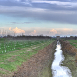 Irrigation Canal - Near Bevilacqua, Crevalcore, Bologna, Italy - December 1, 2009