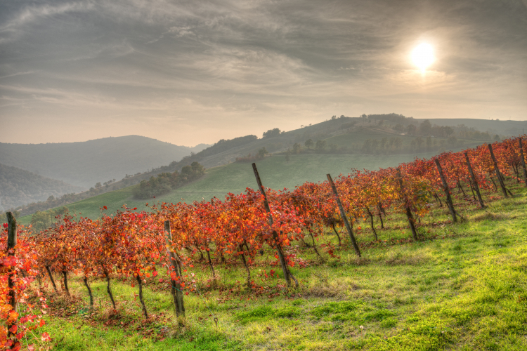 Vineyard - Quattro Castella, Reggio Emilia, Italy - October 31, 2020