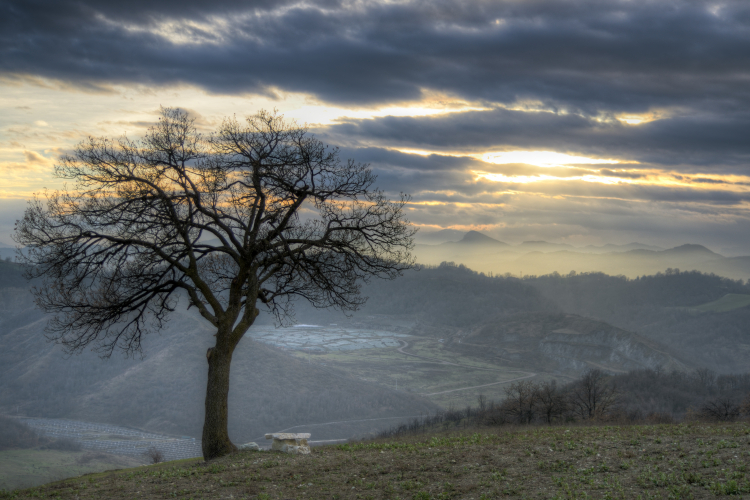 Lonely Tree - Casalgrande, Reggio Emilia - January 1, 2013