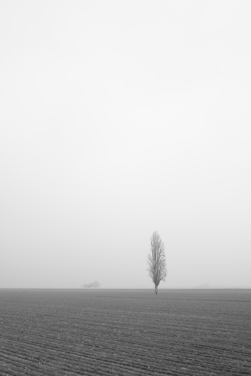 Lonely Tree - Crevalcore, Bologna, Italy - January 20, 2022