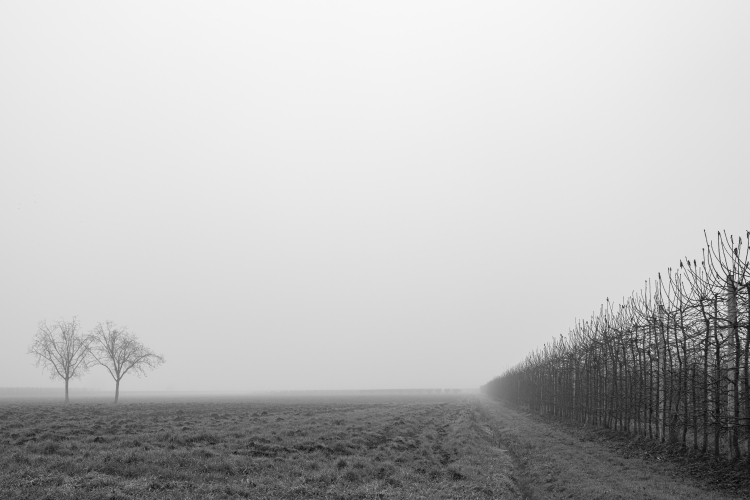Still Lost in Fog - Castellazzo, Reggio Emilia, Italy - January 28, 2022