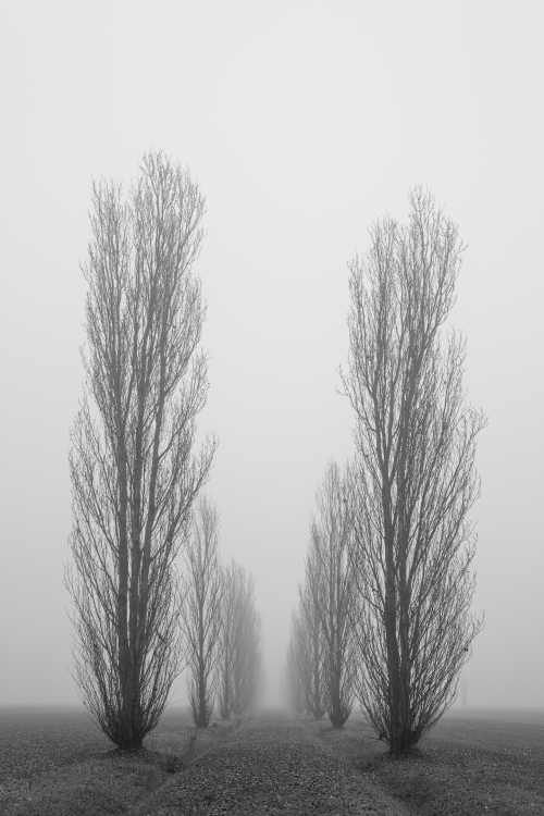 Still Fog - Crevalcore, Bologna, Italy - January 28, 2022