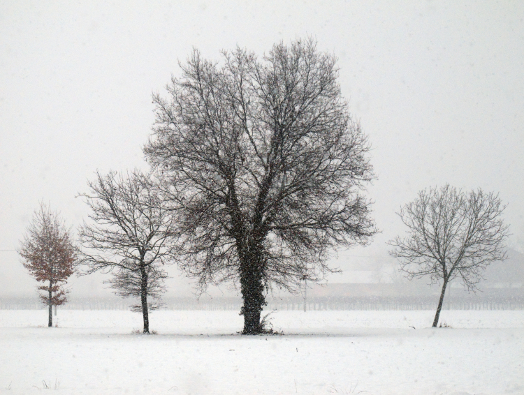 Snowfall - Via Molinazza, Scandiano, Reggio Emilia, Italy - January 30, 2011
