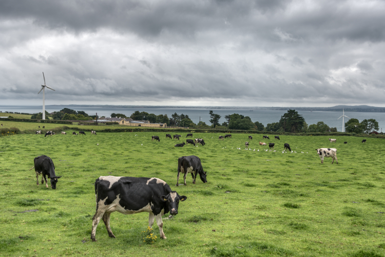 Cows - Carrickfergus, Northern Ireland, UK - August 14, 2017