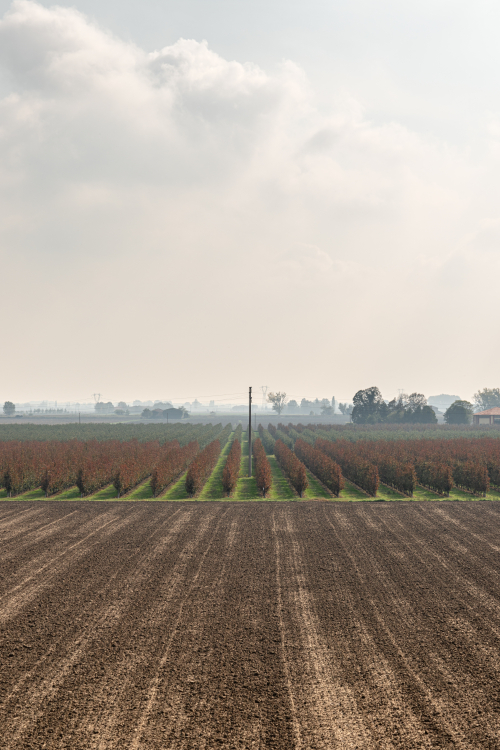 Orchard - Crevalcore, Bologna, Italy - October 19, 2020