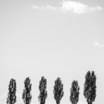 Plants & Animals