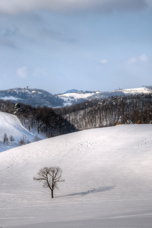 Lonely Tree - Carpineti, Reggio Emilia, Italy - February 5, 2012