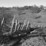 Gate & Fence